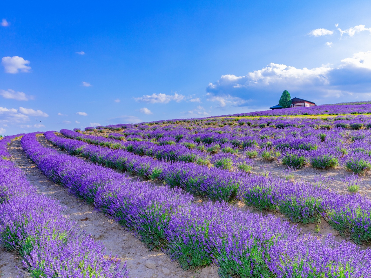 ���x���_�[�Ԕ�