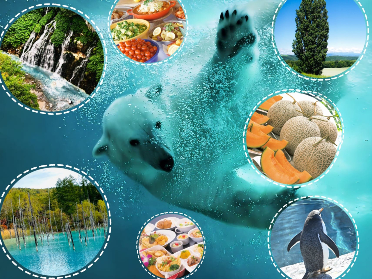 北海道札幌発! 旭山動物園+青い池+白ひげの滝 旭川・美瑛1日満喫日帰りバスツア...