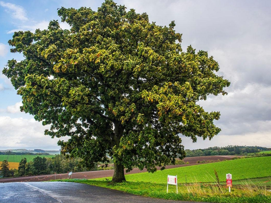 �Z�u���X�^�[�̖�