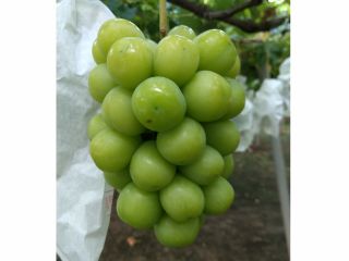シャインマスカット狩り専門農園です 分かりやすい料金設定でコスパいいですよ!