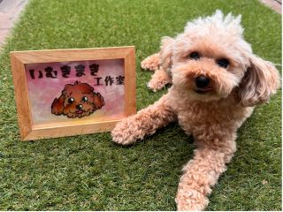看板犬のAkiちゃんです。よろしくね!