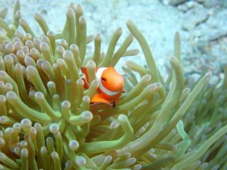 ダイビング中にニモに会えるかも♪