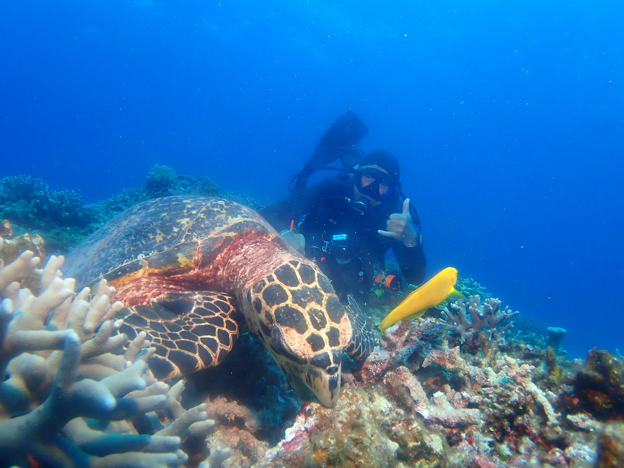 ^C}C̃JcǊԂł3ނ̃E~KƏo邩BB( ^^ )