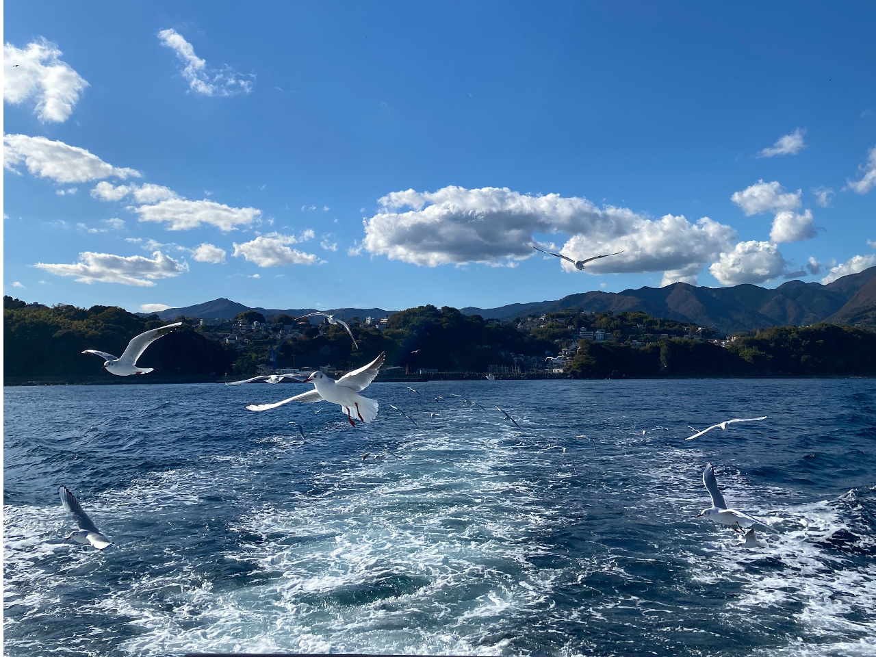 Ă̓E~lRA~̓Jɏo܂Bgr͒ʔN܂^C̉ɒӁI