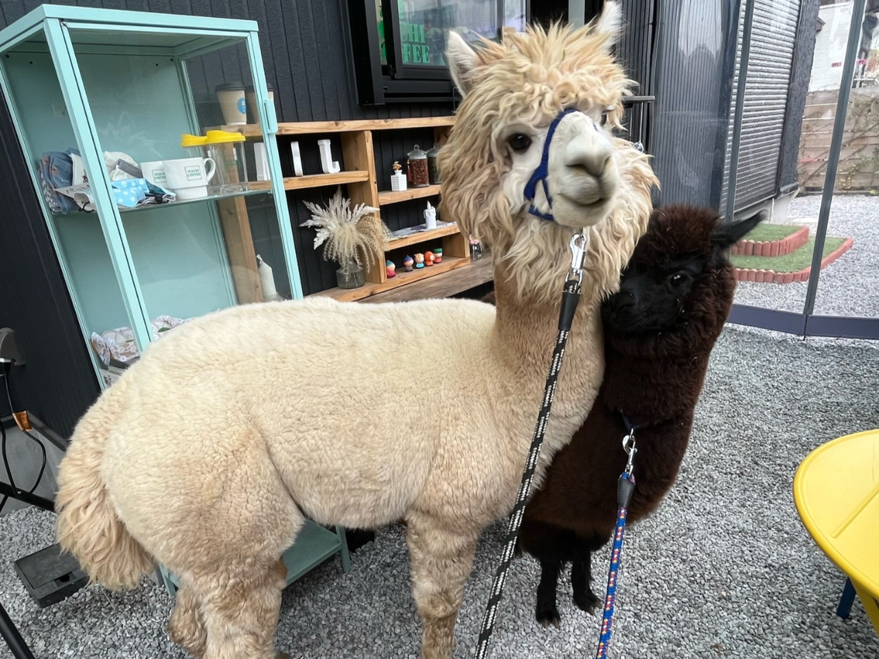 アルパカさん専用 ☆【アルパカさん専用】 【公式通販】