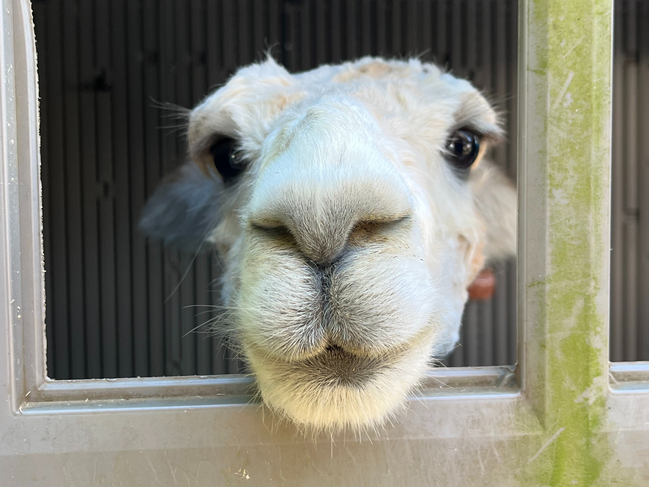 アルパカさん専用 ☆【アルパカさん専用】 【公式通販】