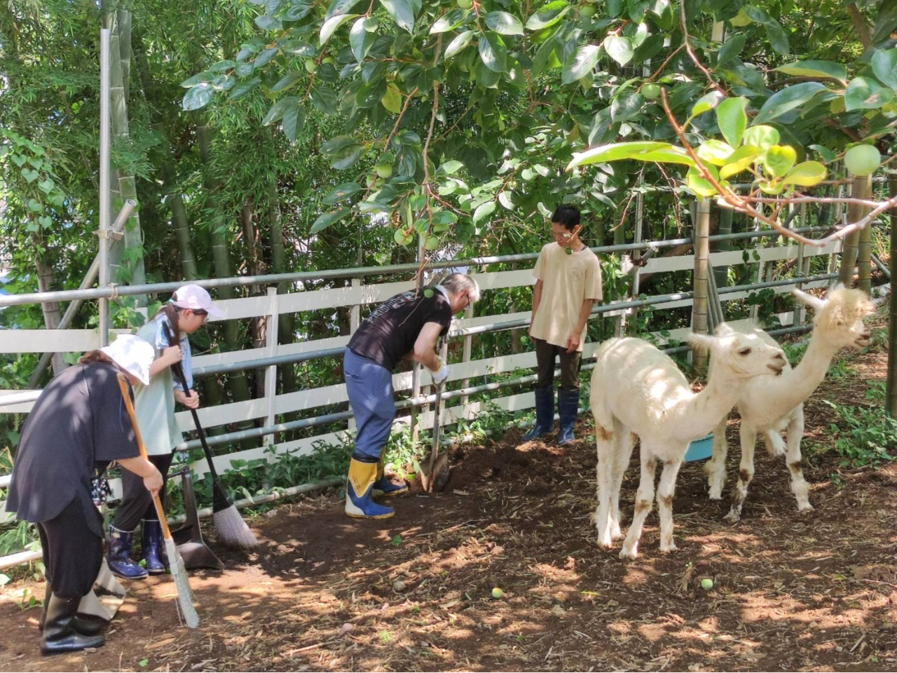 町田×アルパカ】8頭のかわいいアルパカさんの飼育体験！！2時間コース