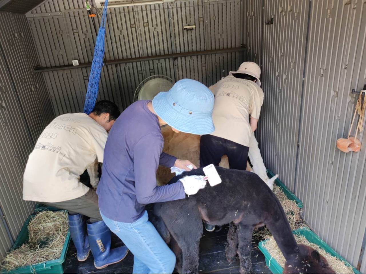 町田×アルパカ】8頭のかわいいアルパカさんの飼育体験！！2時間コース