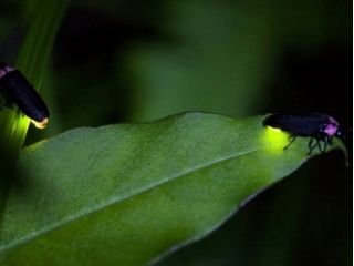 ゲンジボタルがメインに鑑賞できる可能性が高いです!