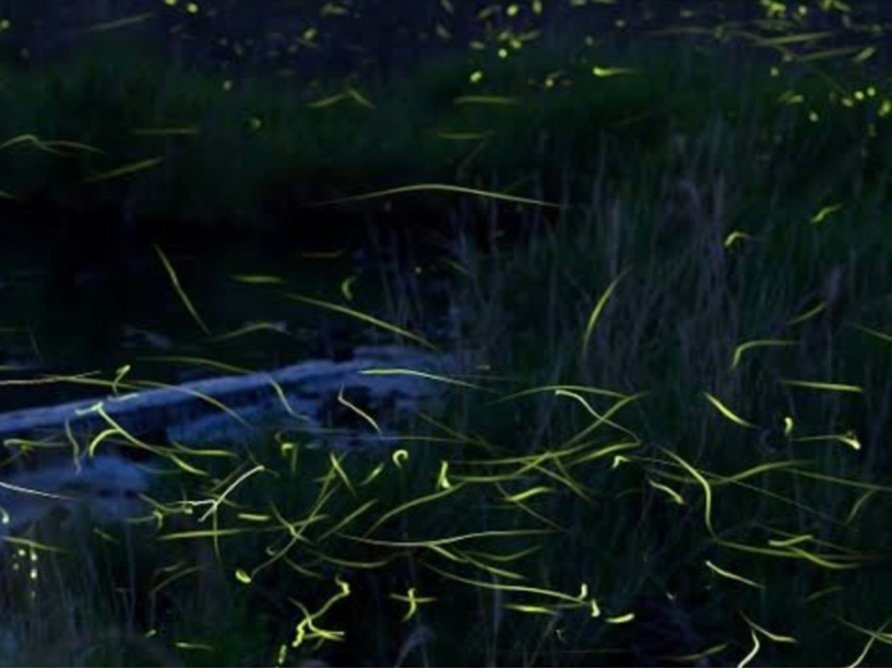 ���O�ɃX�}�z��J�����ł̃z�^���̎B�e���@�������ׂ���ĎQ������邱�Ƃ����X�X�����܂��I�Q���W�{�^���̂�΂��̂悤�Ȏʐ^�ȎB�e�ł��邩���ł��I