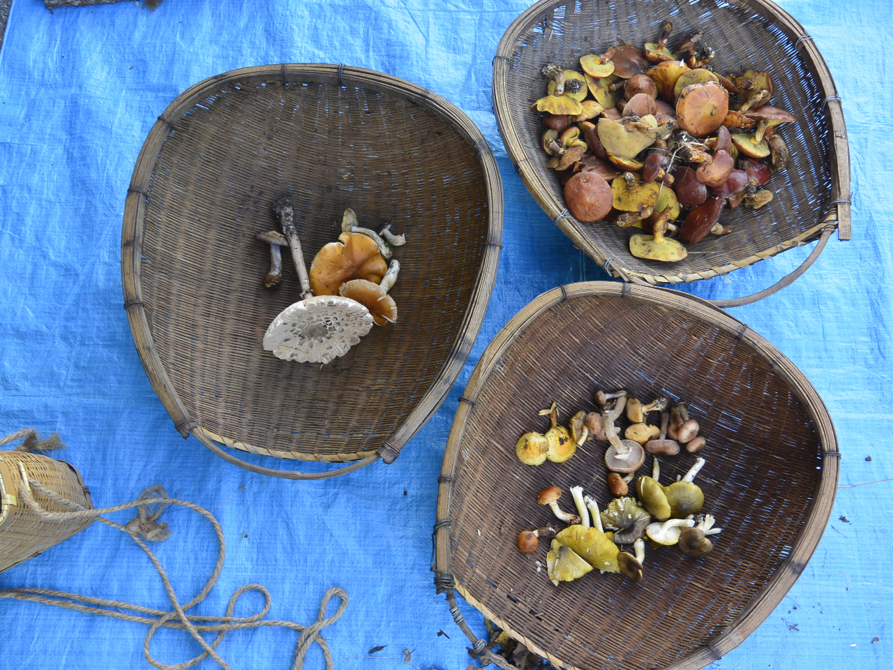 この時は13種類♪(だいたい10種類前後採れることが多いです)