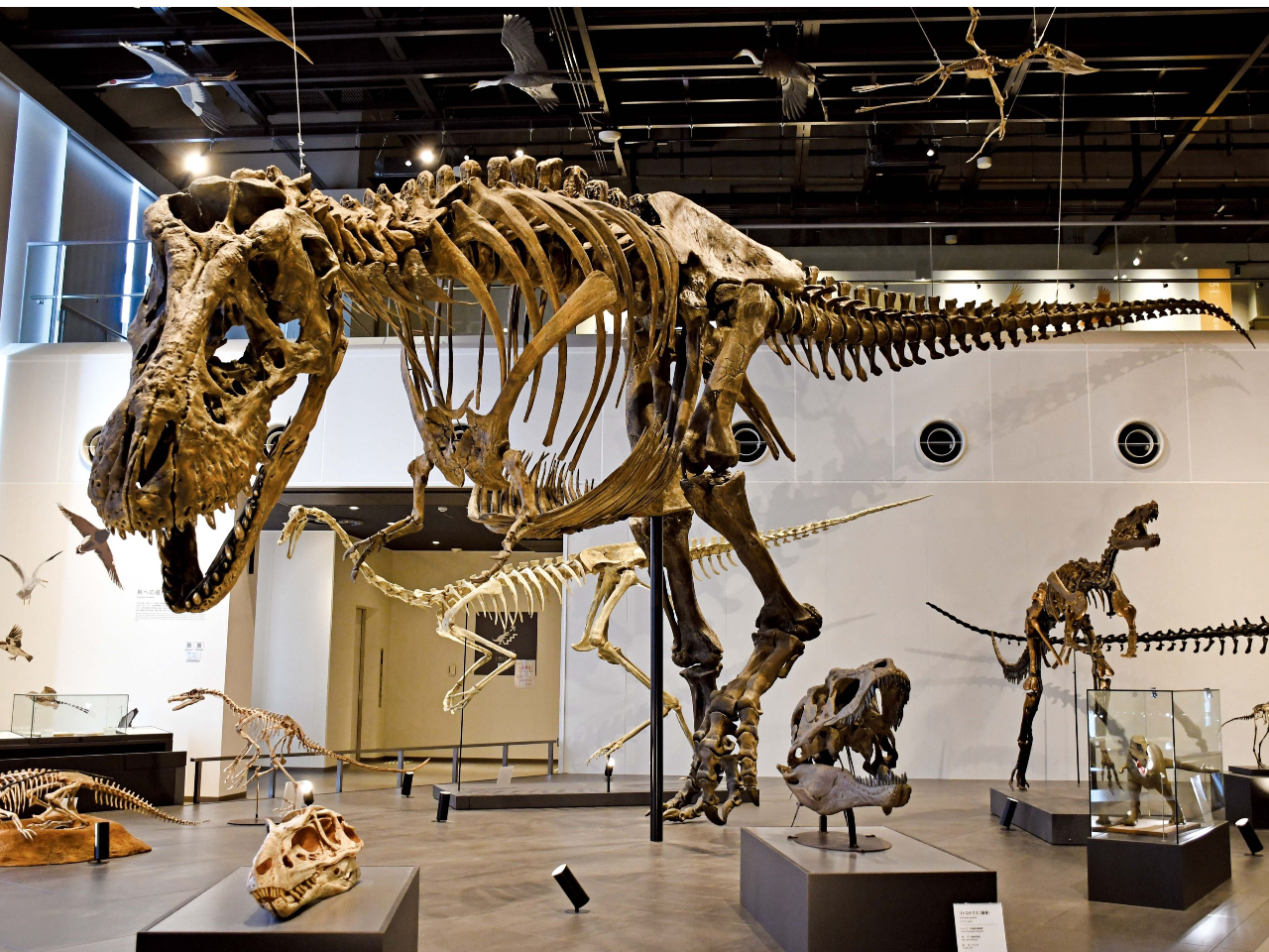 全長約13mのティラノサウルス(愛称:トリックス)の全身骨格レプリカが、国内で唯一展示されています。