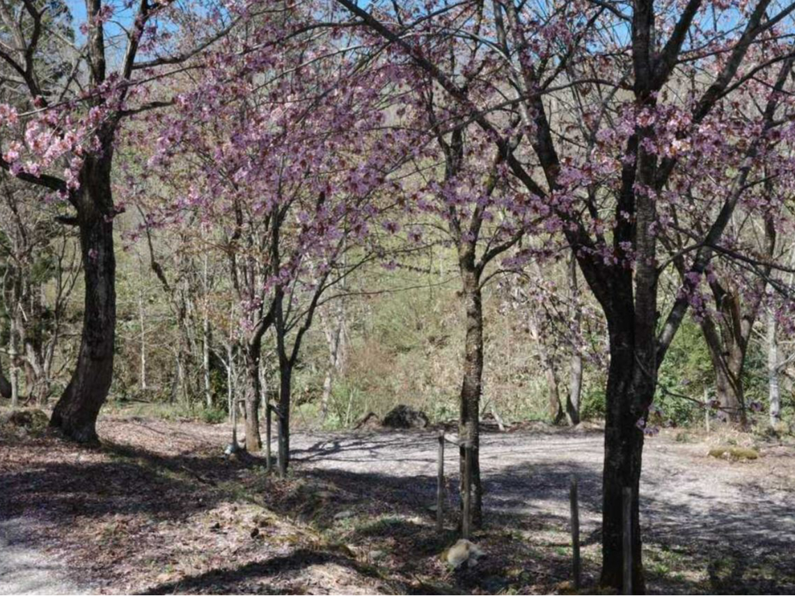 【岐阜・キャンプ】デュオソロサイト[2名まで/AC無し/車の乗り入れ不可/ペット...