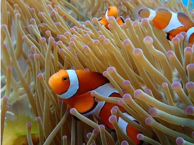 お魚にも会えます