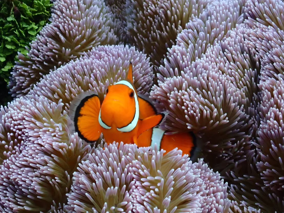 お魚に会えます♪