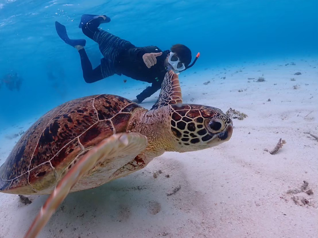 シュノーケリングでウミガメに逢えるかも・・・?