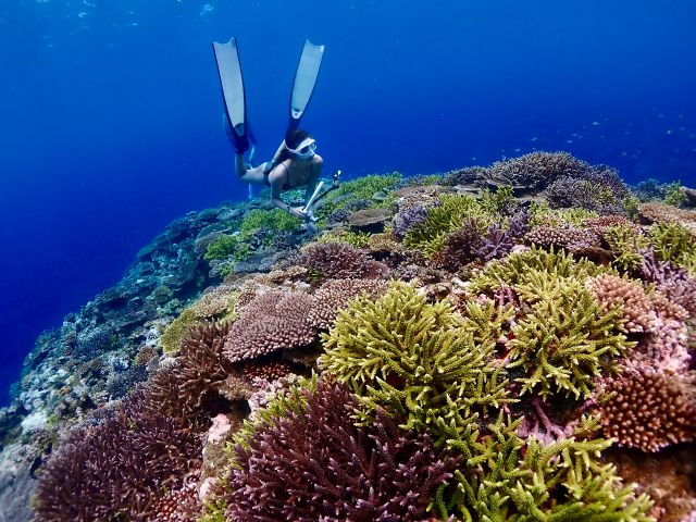 八重山の綺麗なサンゴポイントもご案内いたします。