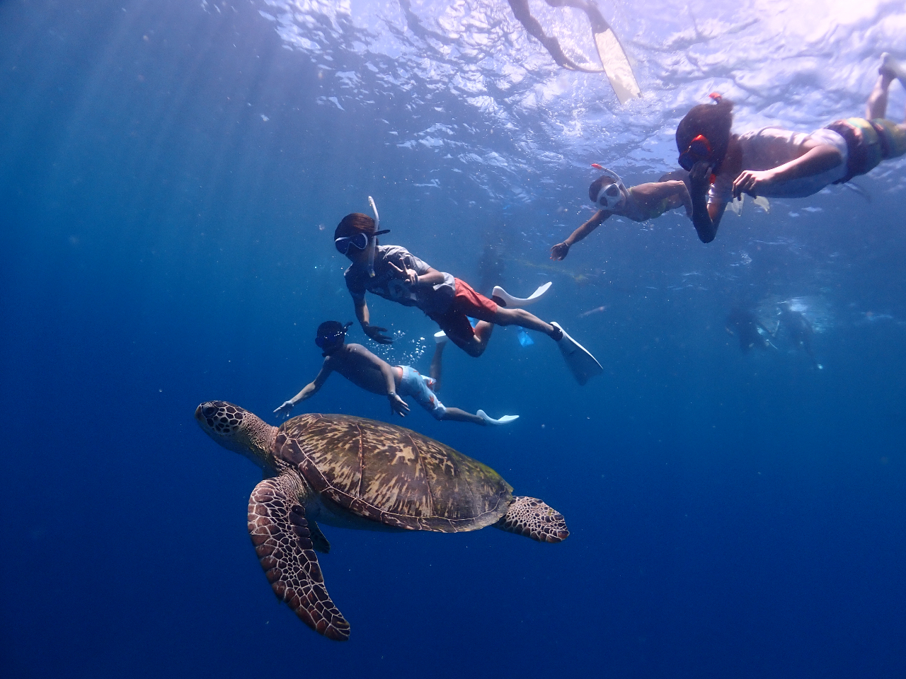 カメと近くで泳げる事も!