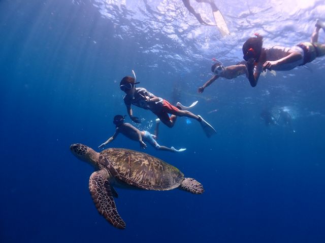 カメと近くで泳げる事も!