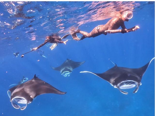 冬はこんなに近くでマンタに会えますよ(12〜3月)