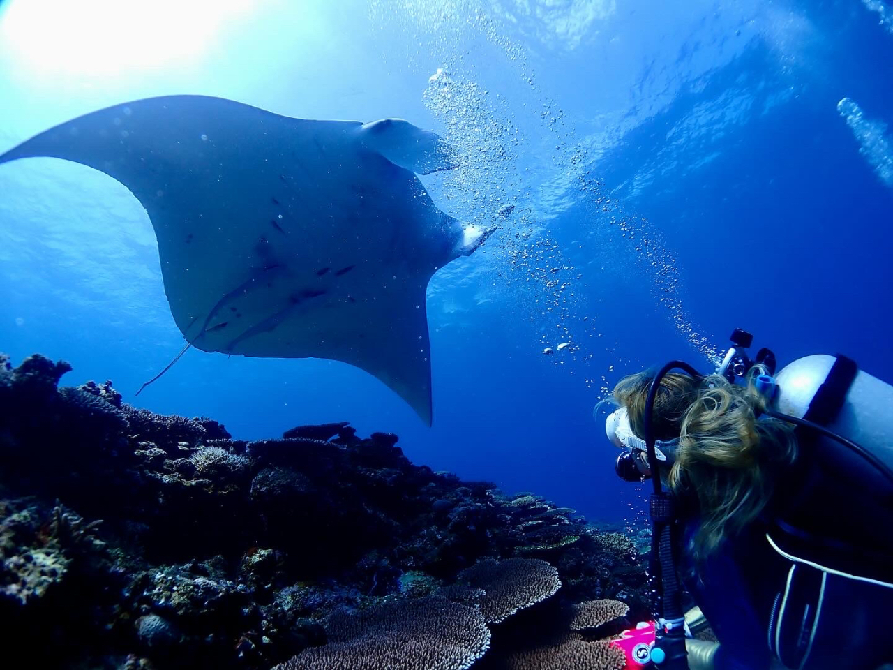石垣島といえばやっぱりマンタ!下から見るマンタは圧巻です