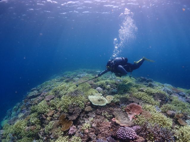 八重山の綺麗なサンゴポイントもご案内できます。