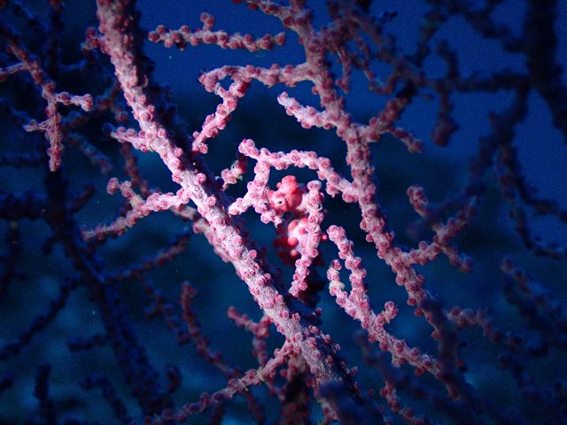 小さい生物が好きな方はマクロも対応