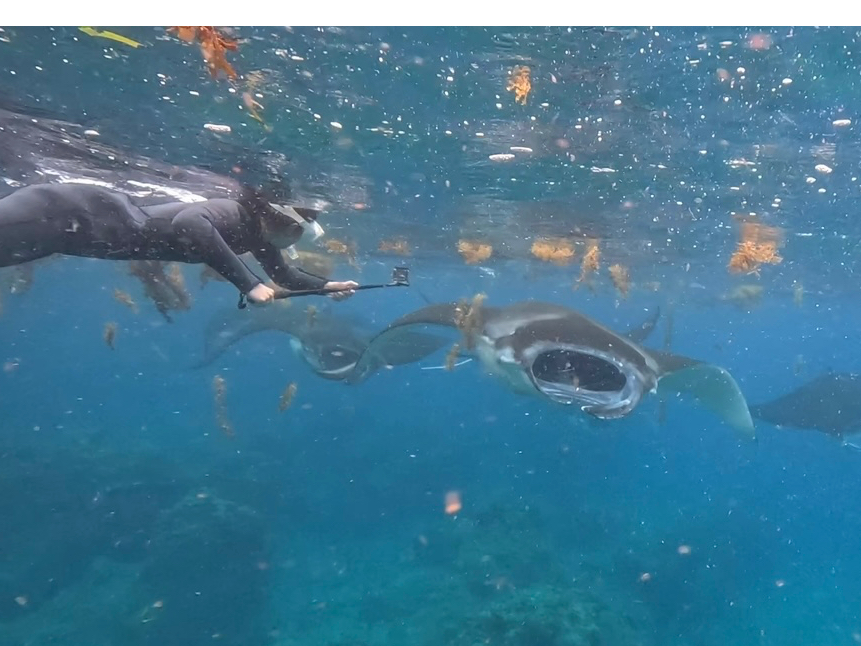 �}���^�V���m�[�P��