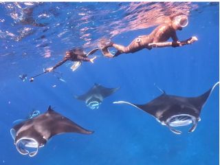 冬はこんなに近くでマンタに会えますよ(12?3月)