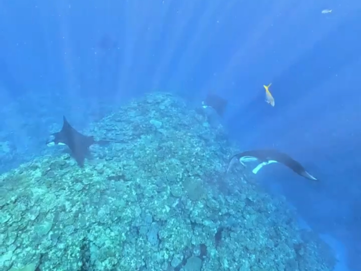 冬以外は水中のマンタになります