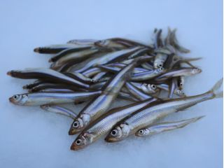 釣って良し、食べて良しで人気のワカサギ