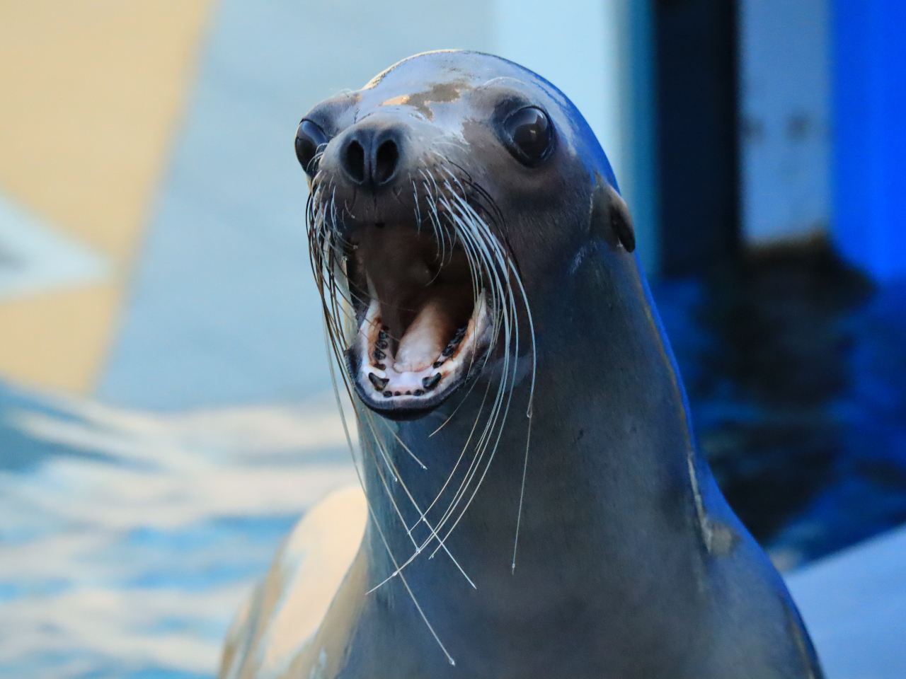 JtHjAAVJ鐅V][ł͐H̗lq̌