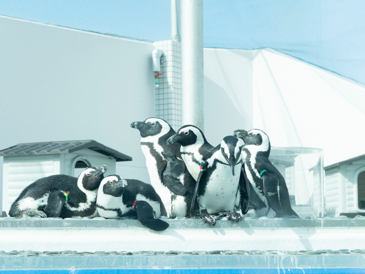 ÕyMv[ł͉P[vyMXCXCjp܂I