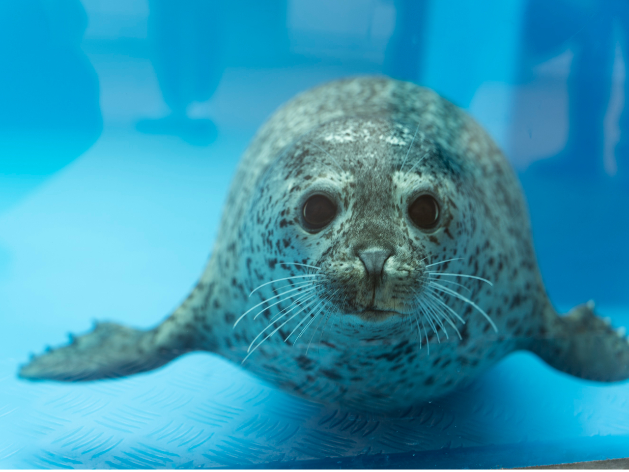 ŋSNSŘb̃S}tAUVɉ܂