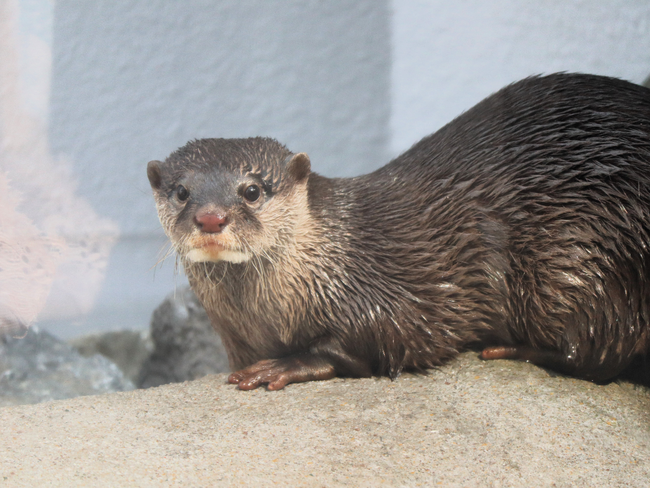 RcJE\̎R̂Ȏpɖ邱ƊԈႢȂI