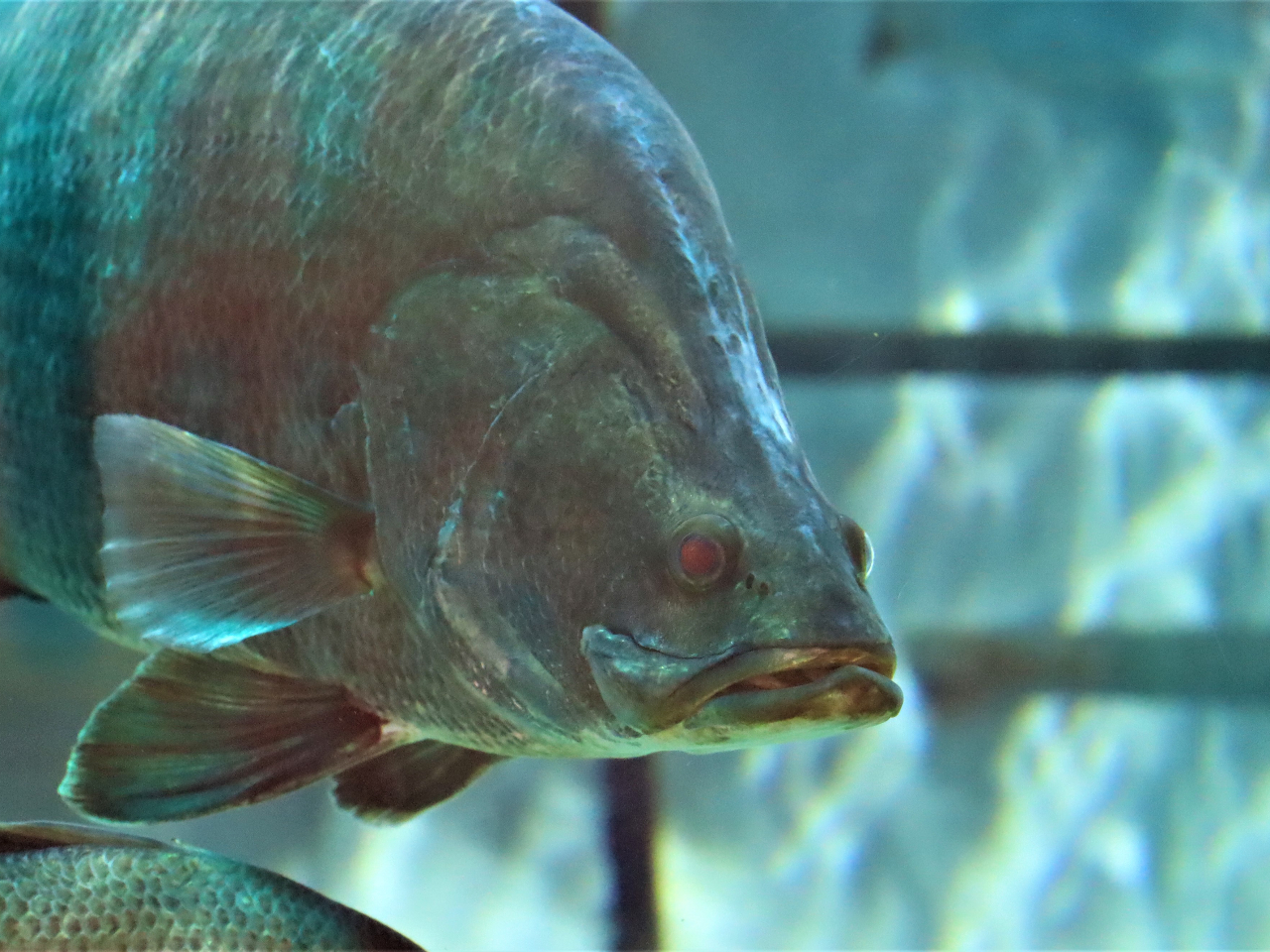 Eœ{ɐA勛̃AJIl\ł́u~mEIvƌĂ΂Ă܂B