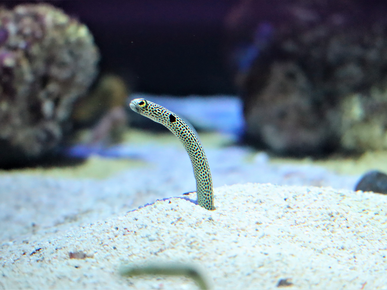 炪̃`ɎĂ邩`AiSƌĂ΂Ă܂B