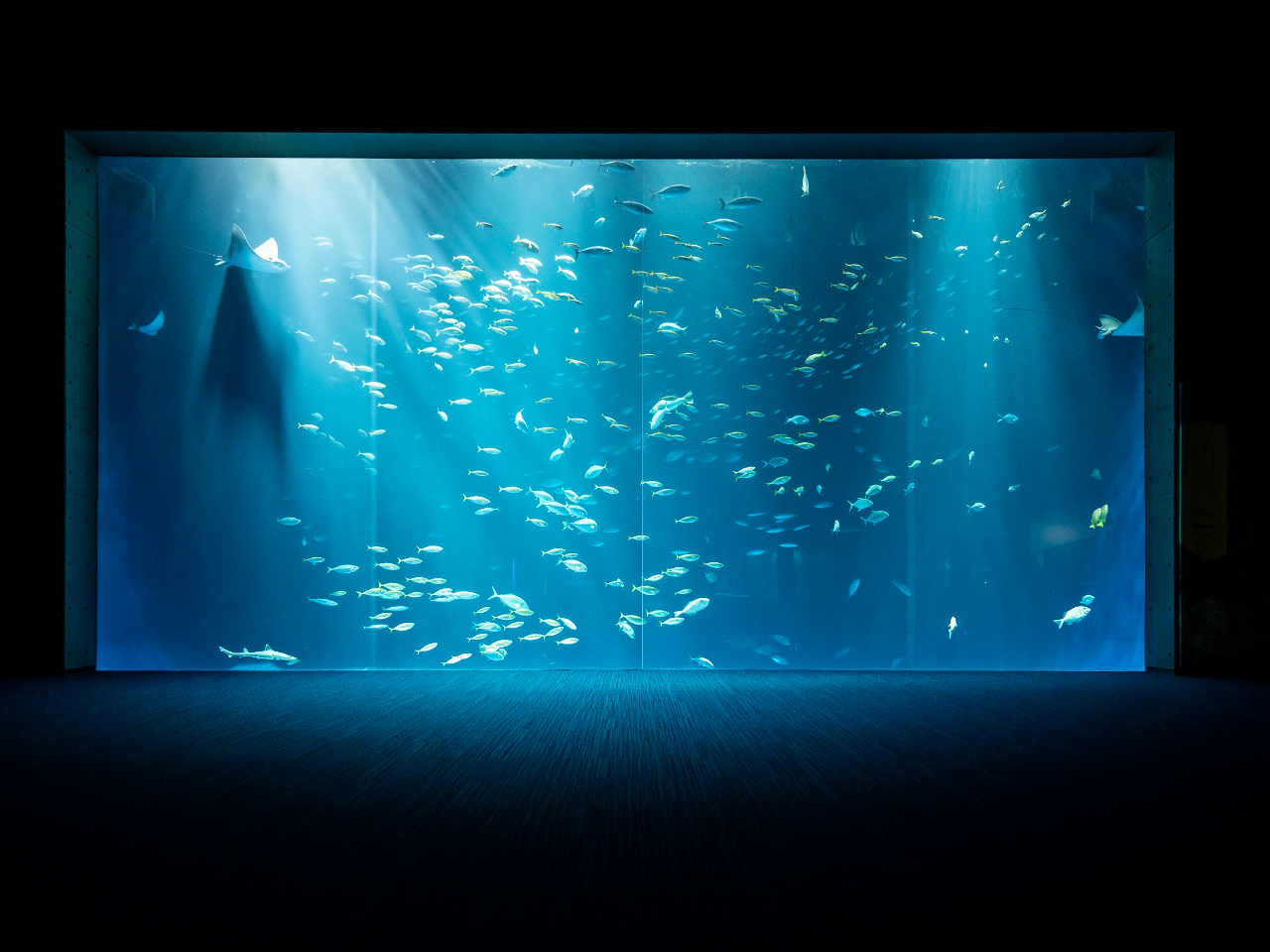 四国の南部を流れる世界最大の海流「黒潮」に暮らす大小のさまざまな魚たちが、群れをつくったり、ダイナミックに遊泳したりする様子を展示しています。