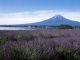 初夏の富士山はラベンダーとのコラボ。