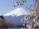 春のポカポカ陽気のサイクリング 桜と富士山に見とれすぎ注意!!