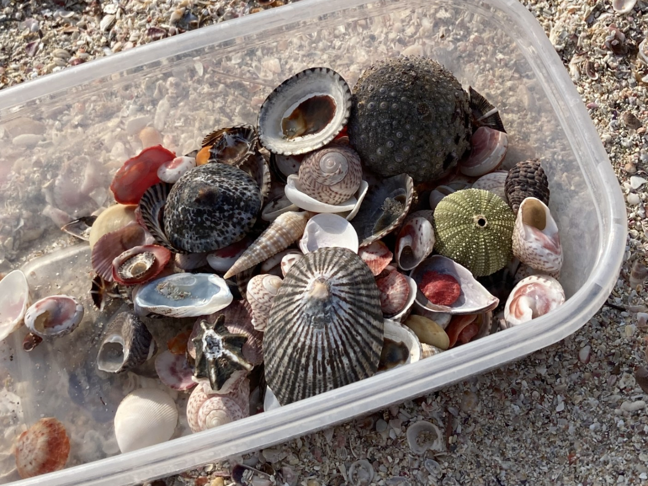 V[OXƂƂǂ̉LkgpĊytHgt[낤B