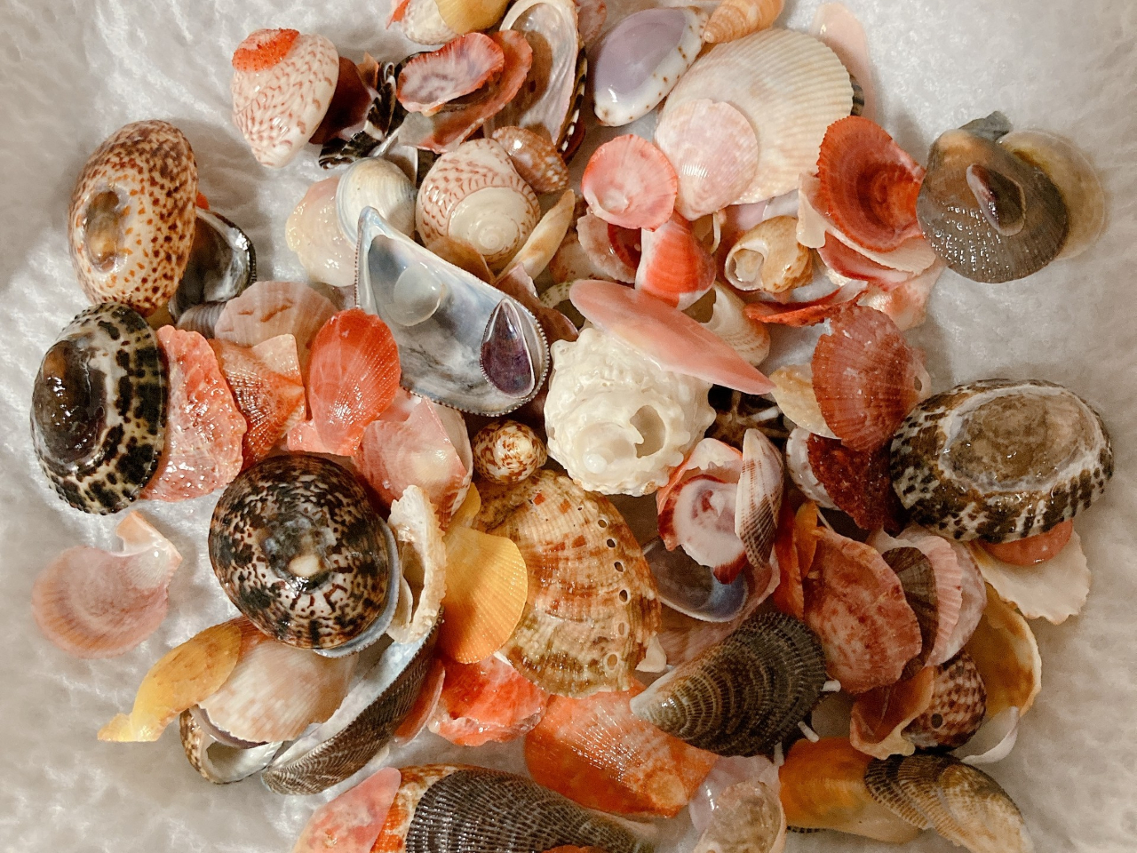 さくら‪✿［新品レア・貝殻光＆ホロ金あり・5mPET］海外 男性5個セット さくら‪✿様専用［新品レア・貝殻光＆ホロ金あり・5mPET］海外 男性‬