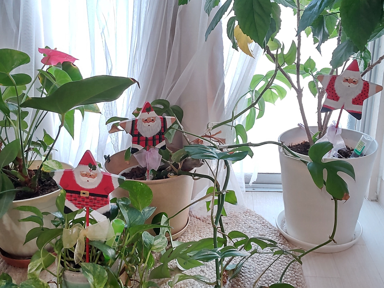 観葉植物に癒されます