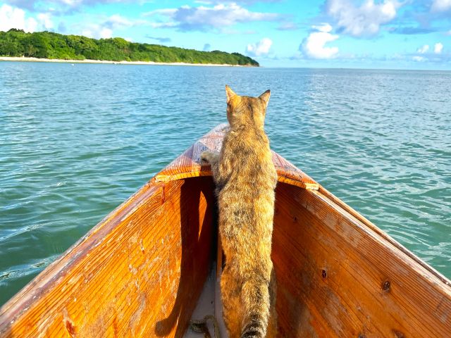 ウミガメいるかニャー!