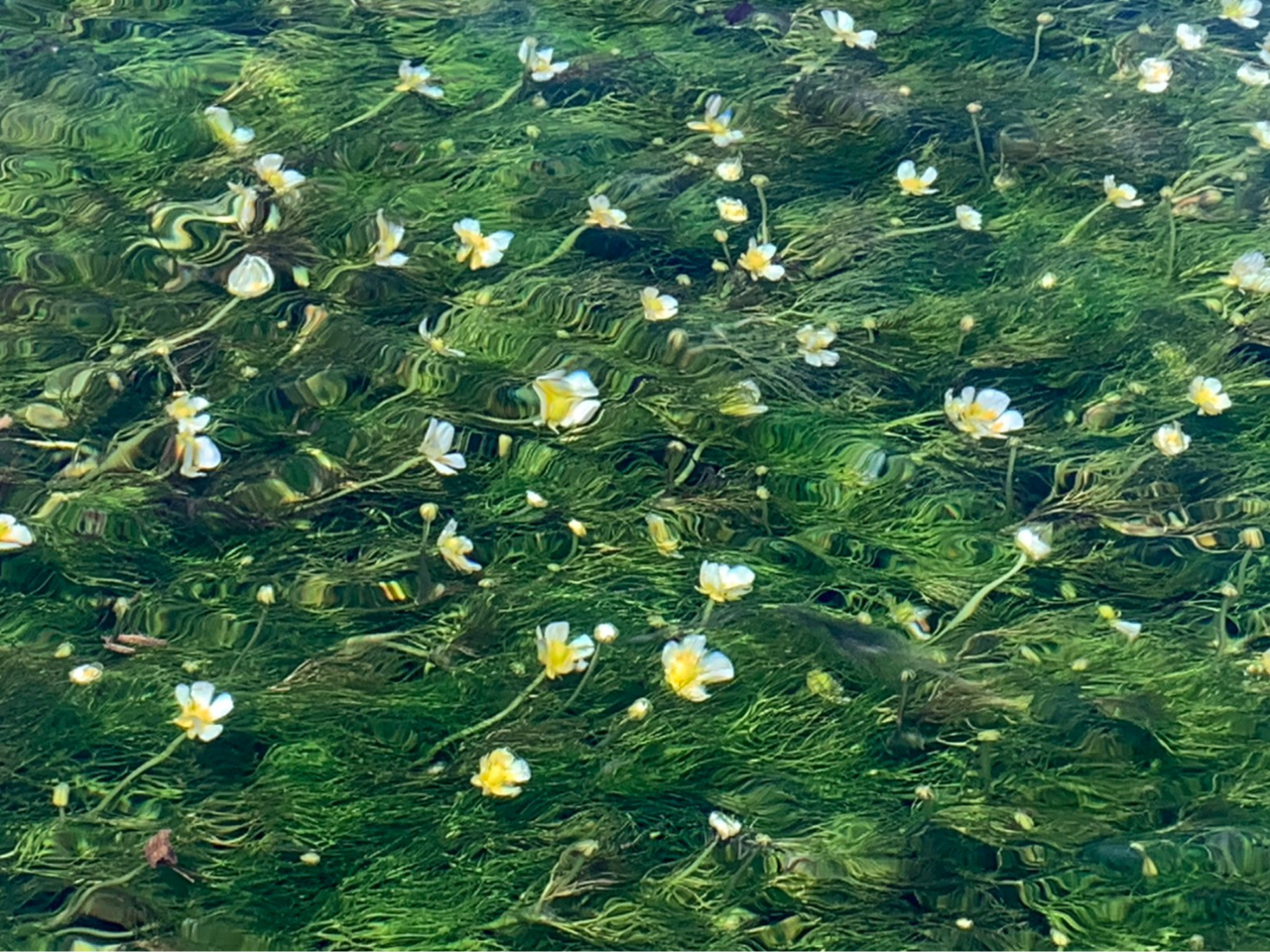 Ă͉̎ȃoCJi~ԑjB␅ʂŔԂ炩MdȐłBԌJk[7`8~܂ŁB