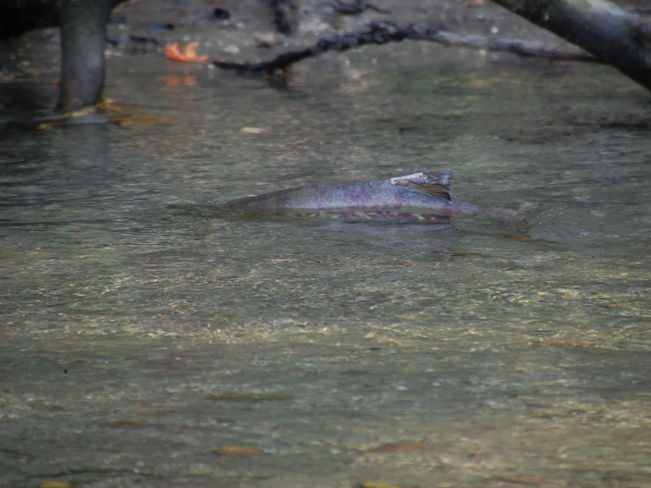 kCƂ΁dh}eBbNȃVUP̑kB10`3܂ŏHE~̎B