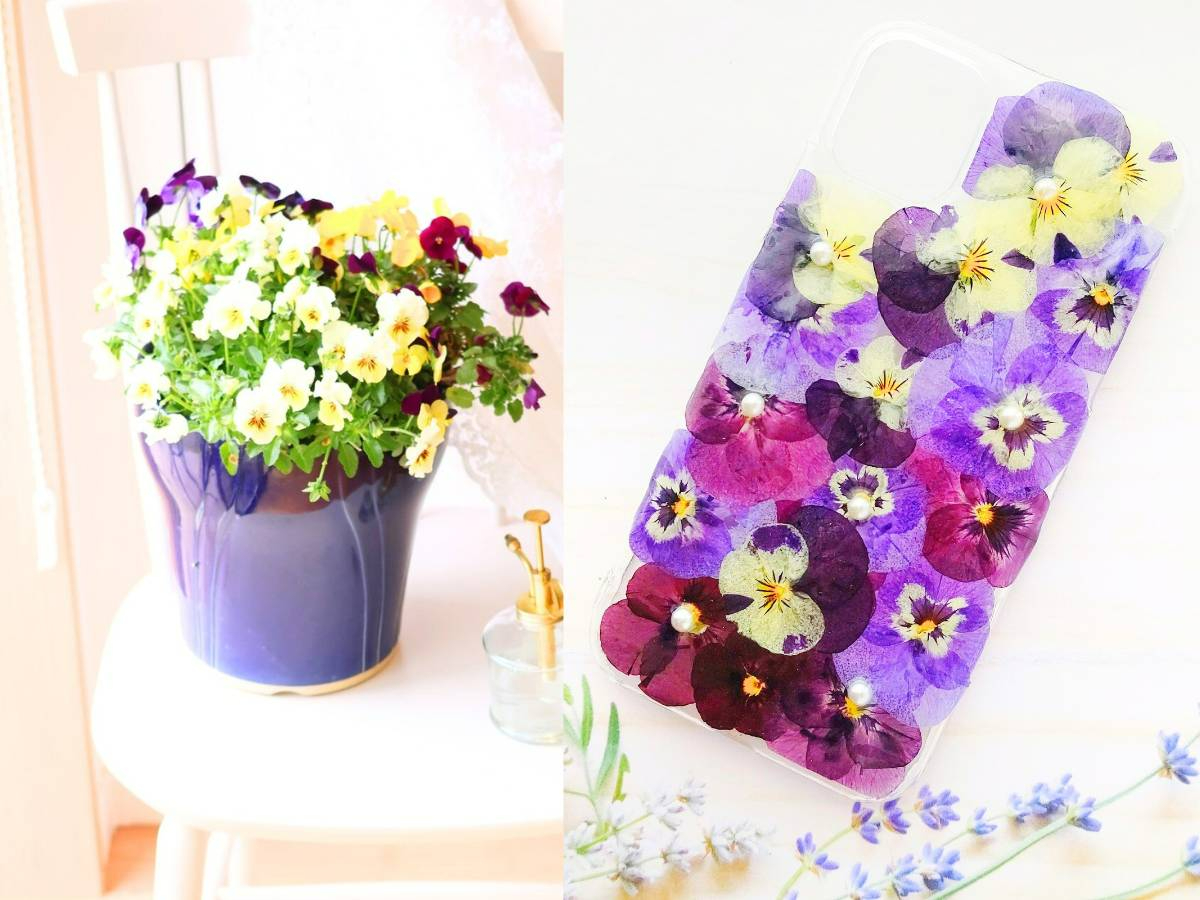 京都府長岡京】SNSで話題の押し花押しフルーツスマホケース作り