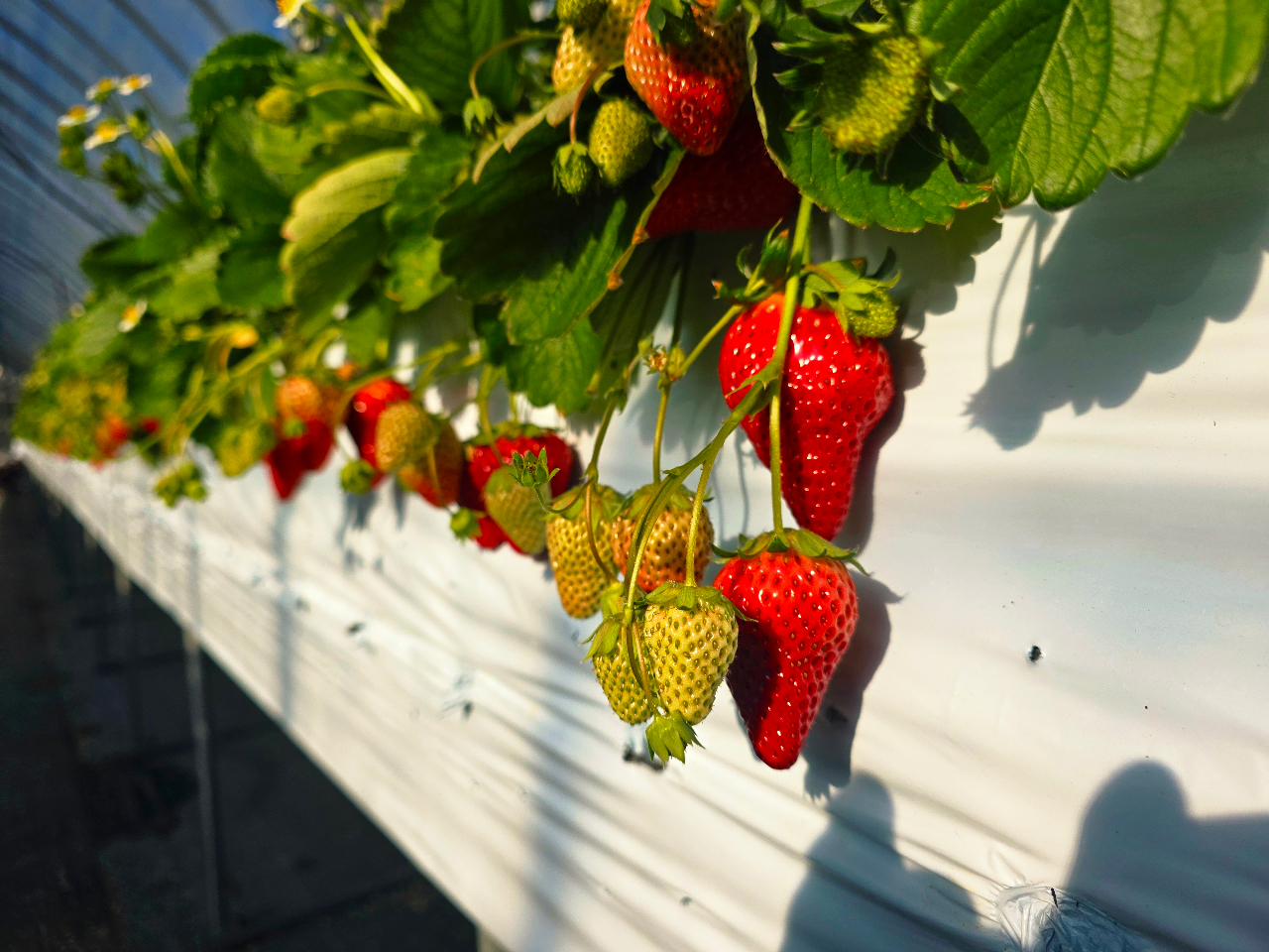 【★2026年本オープン★】南房総・いちご狩り40分食べ放題★紅ほっぺ★章姫★ス...