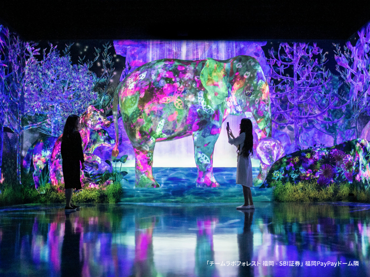 *捕まえて集める森*スマートフォンを片手に探索し、様々な動物を捕まえ、観察し、自分のコレクション図鑑を作っていきます♪