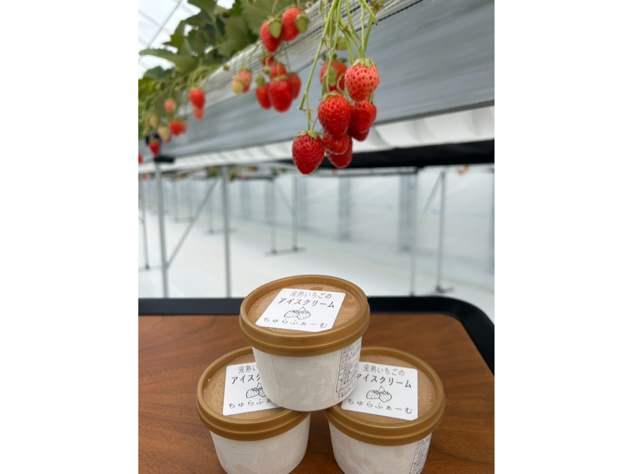 【いちご狩り40分食べ放題!最大5品種食べ比べ♪】高設栽培だから楽々いちご狩り出...